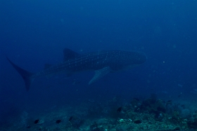 Bali - 2016 - Whale shark - Requin baleine - Rhincodon typus - IMG_5884_rc